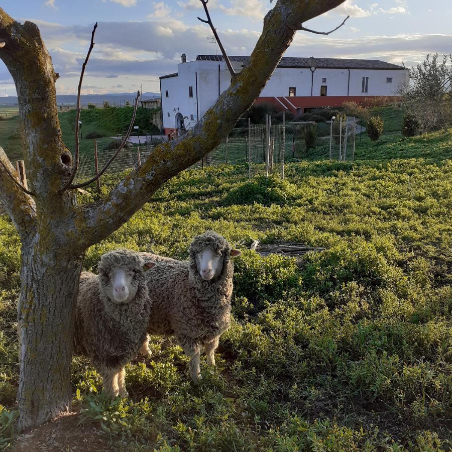 Masseria Agriturismo Moschella Posta Piana Exterior foto