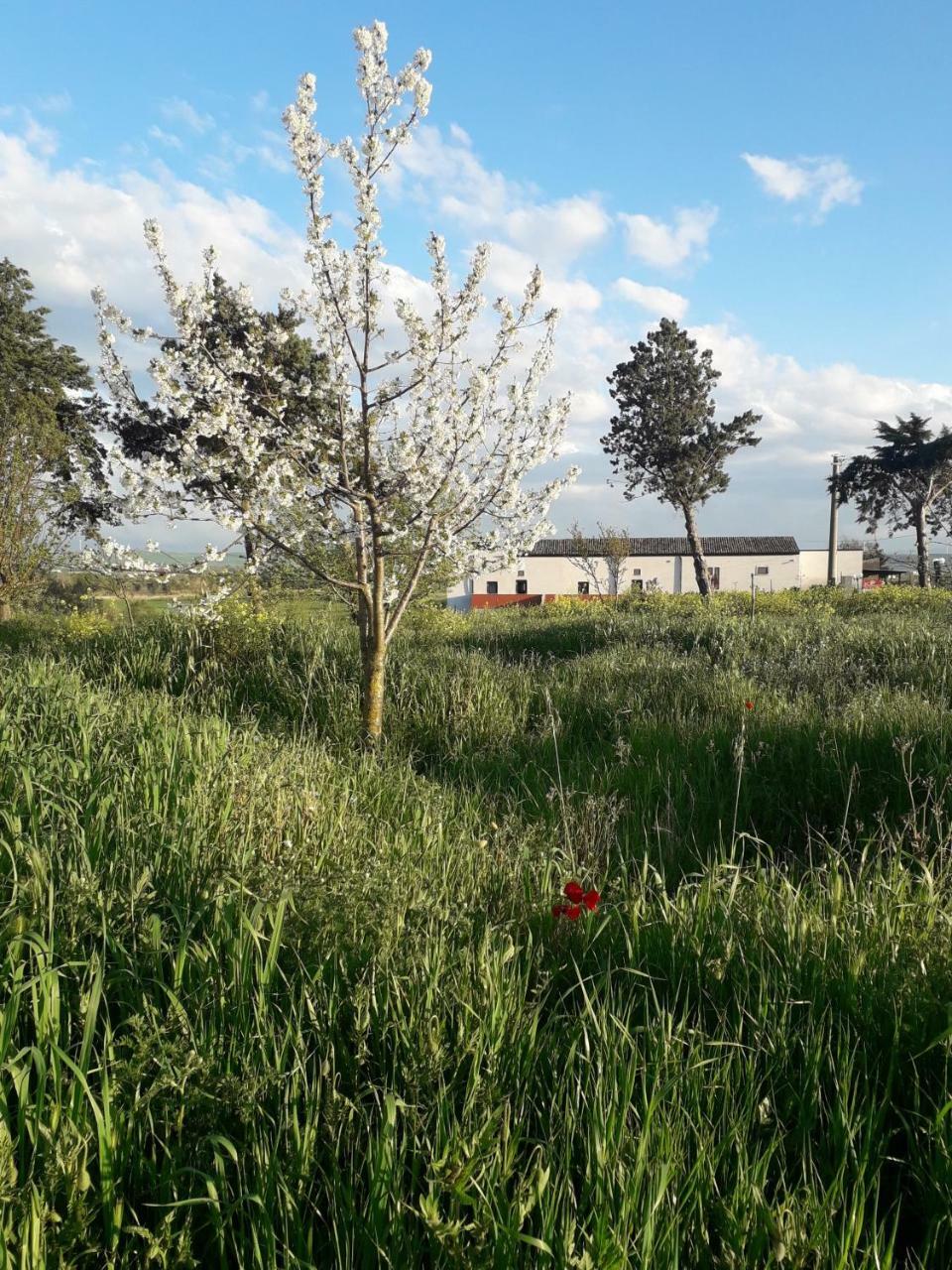 Masseria Agriturismo Moschella Posta Piana Exterior foto
